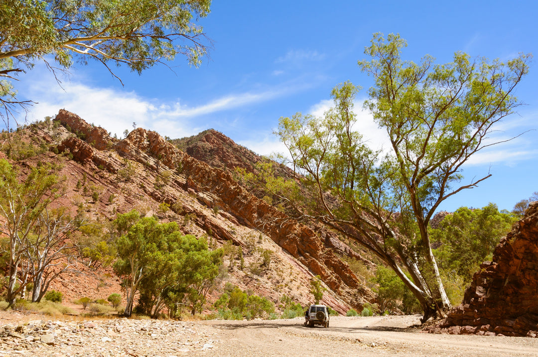 Four wheel drive on the dirt road through Brachina Gorge in the Flinders Ranges, South Australia, below folded red rock strata and river red gums
