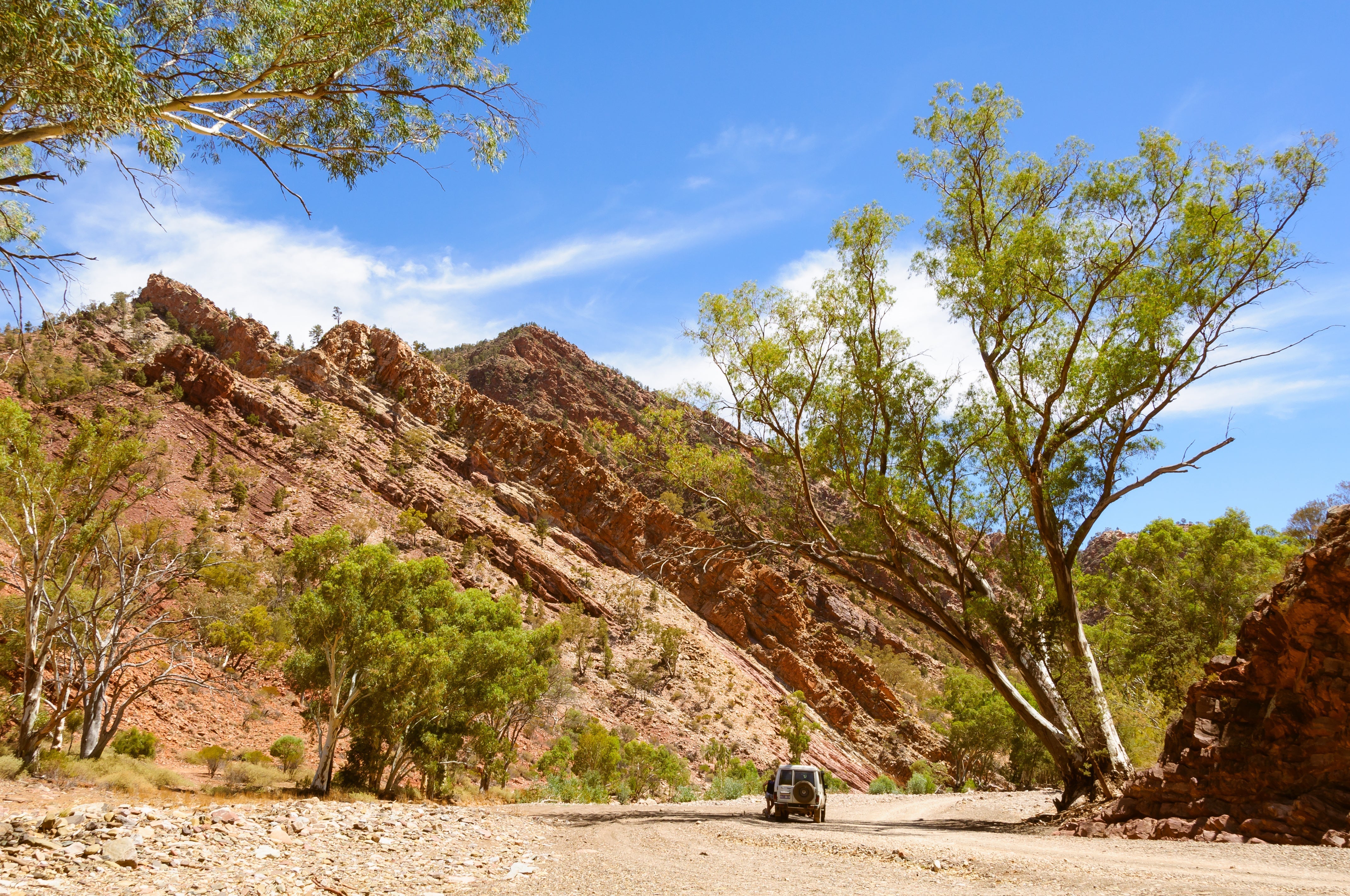 Four wheel drive on the dirt road through Brachina Gorge in the Flinders Ranges, South Australia, below folded red rock strata and river red gums