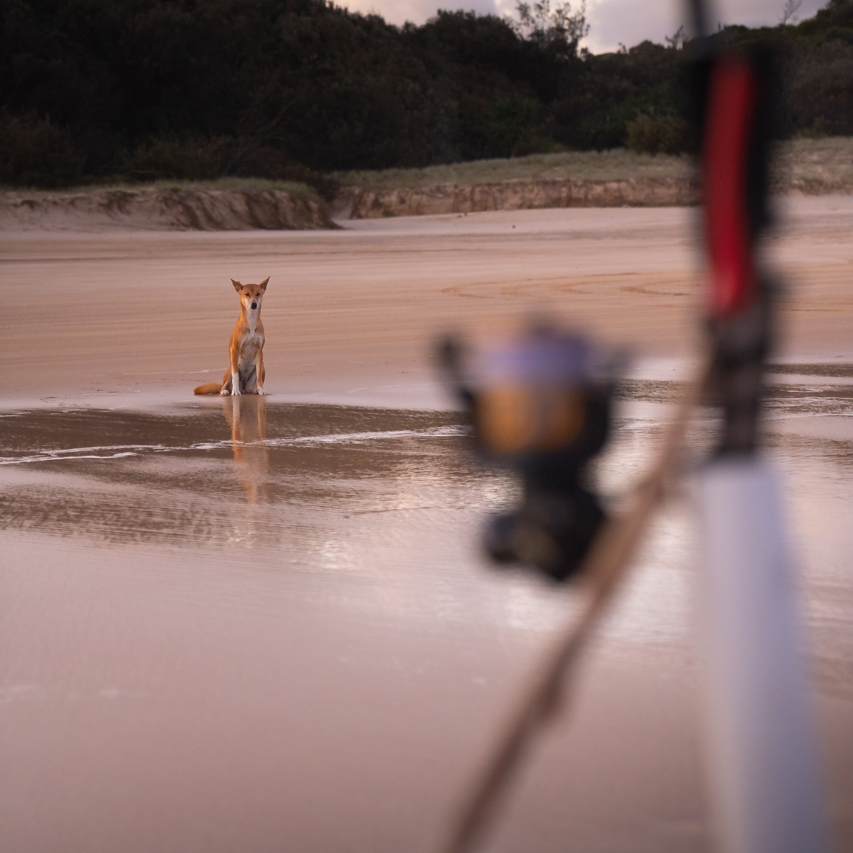 K’gari Dingoes (Wongari): The Wild Beach Predators You’ll Never Forget — Population, Safety & Fishing Rules